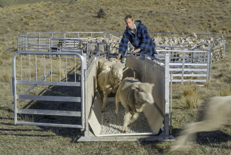 Prattley sheep about us image