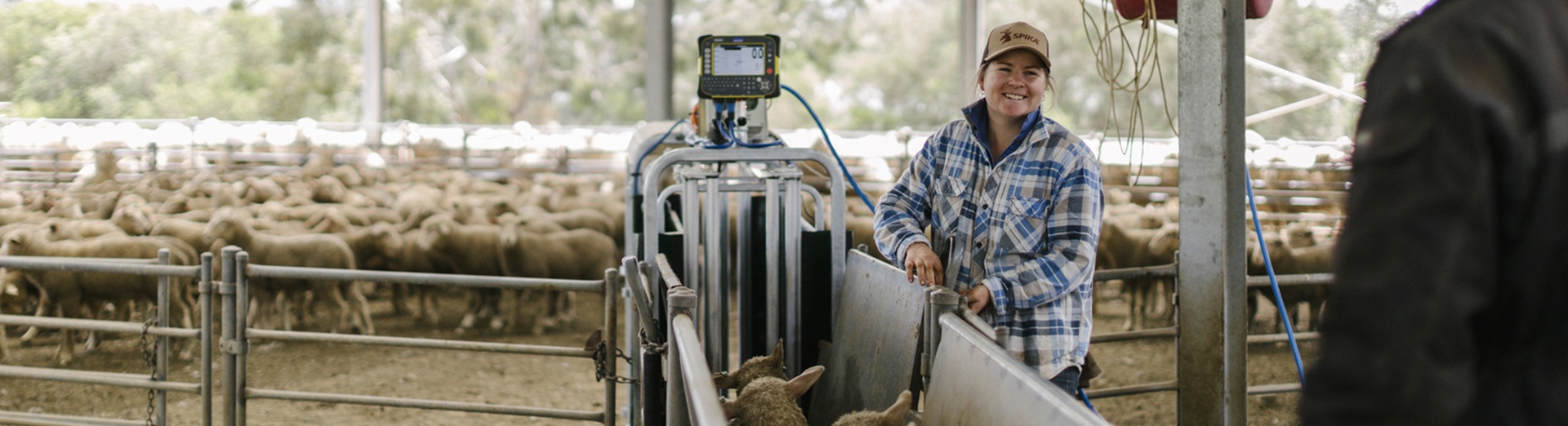 Sheep walking through a Prattley handling system