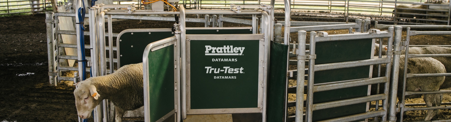 Sheep walking through a Prattley handling system