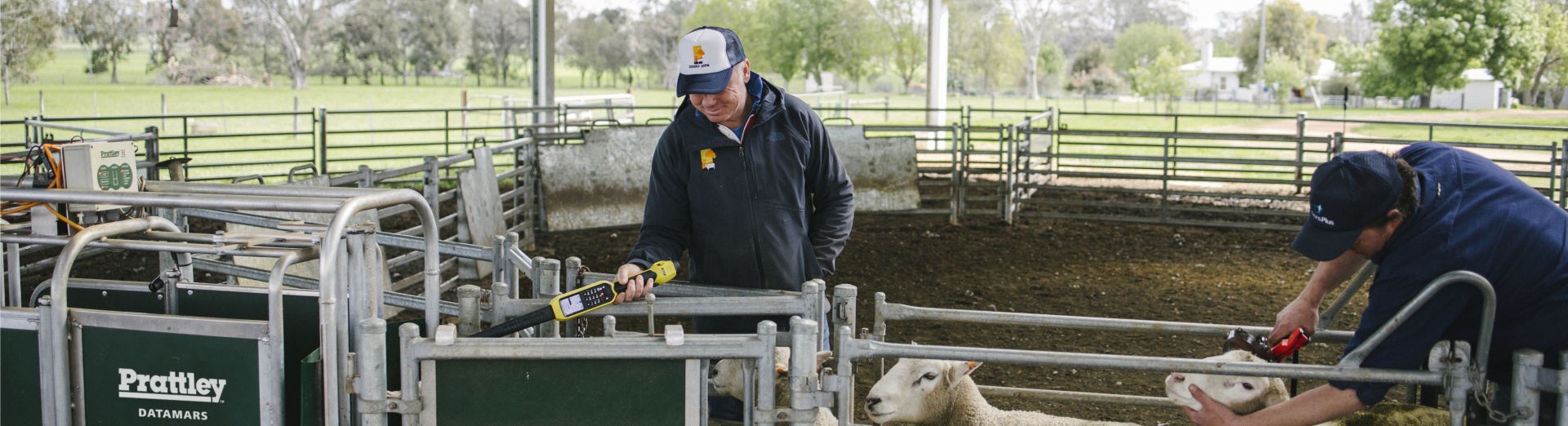 Sheep walking through a Prattley handling system